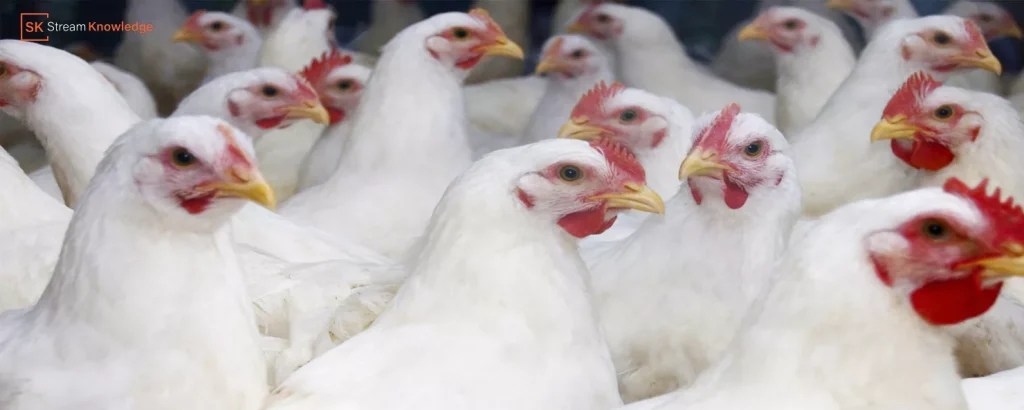 White Chicken